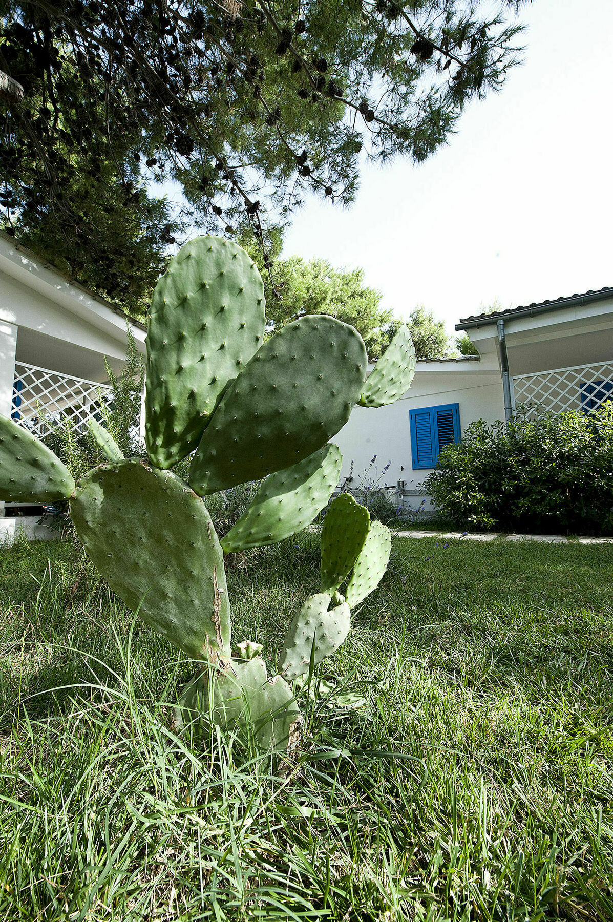 Residence Le Orchidee Vieste Exteriér fotografie